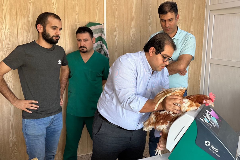 Laying and maternal health